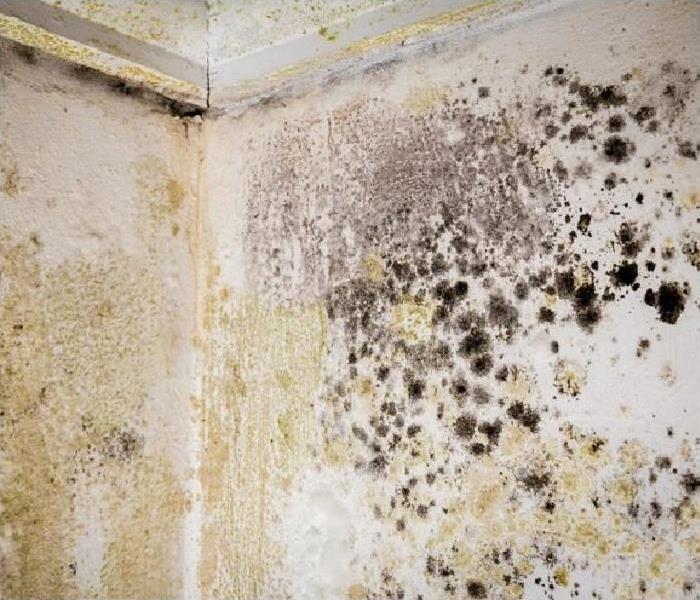 Heavy mold growth on walls and ceiling