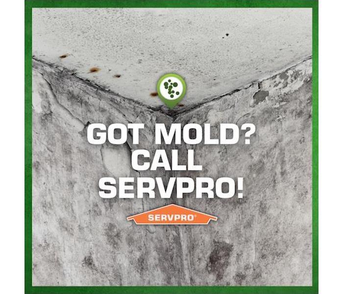 Got mold? Call SERVPRO!